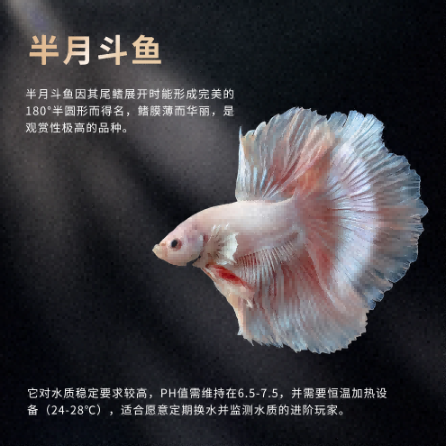 画板 4.png